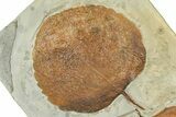 Wide Plate with Two Fossil Leaves (One Species) - Montana #377899-1